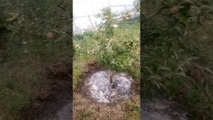 Как поливать деревья и сколько.