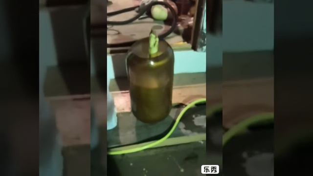 Хамон по русски смотреть онлайн