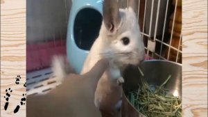 Лучшие приколы про ШИНШИЛЛ! Смешные ШИНШИЛЛЫ! Funny chinchillas❤#4