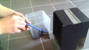 Poecilotheria Metallica  Быстрый и опасный птицеед