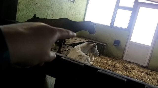 Мой подарок на 8Марта?Про комолых КОЗ и гермафродитов?Про картофель КОЗАМ ? смотреть онлайн