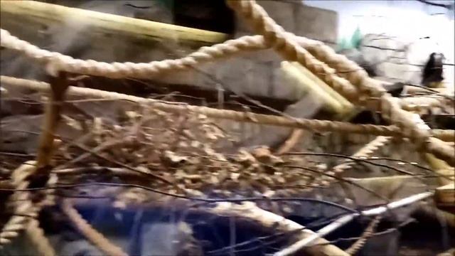 Малыши игрунок жоффруа 30.12.2020 смотреть онлайн