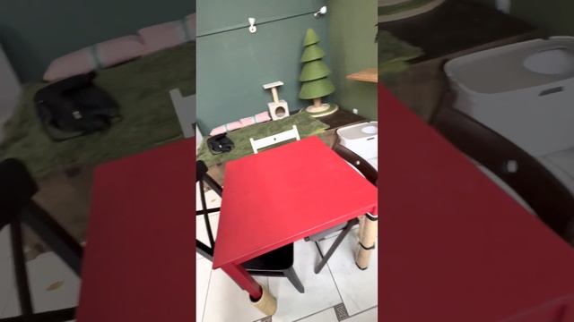 Котокафе в Москве «Котеешная номер 1»
