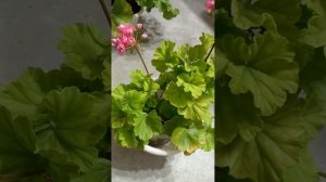 #pelargonium #flowers #принцесса Филиппа #минск #цветы#розебуд #пеларгония