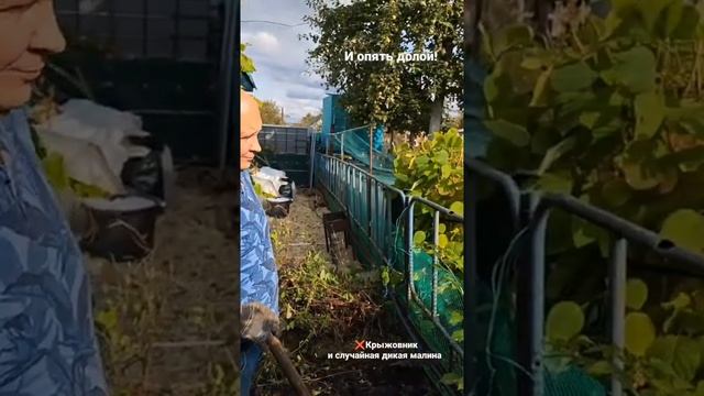 Буду улучшать почву под малиной смотреть онлайн