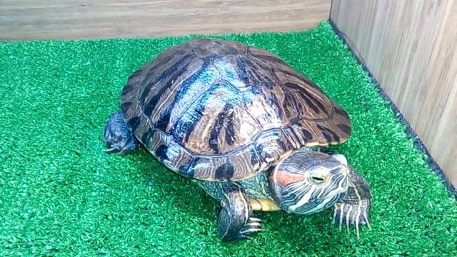 Содержание красноухой черепахи! смотреть онлайн