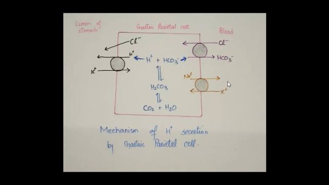 GIT SECRETION HYDROCHLORIC ACID смотреть онлайн