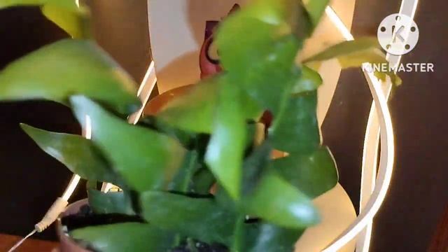 Epiphyllum chrysocardium Селеницереус Хризокардиум (марниера) смотреть онлайн