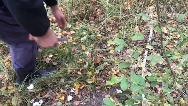 Собрал мешок белых грибов. смотреть онлайн