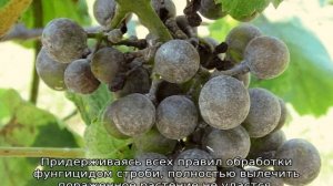 Строби: фунгицид, инструкция по применению для винограда