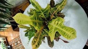 Обзор кротонов.