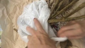 Как сохранить георгины зимой