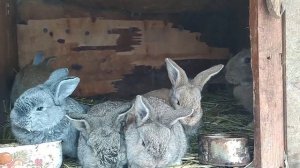 Клетки для кроликов Фландр своими руками | Размеры | Плюсы и минусы