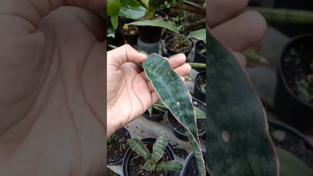 daunnya dh panjang😂.. ✨SANSEVIERIA PHUPAMON✨