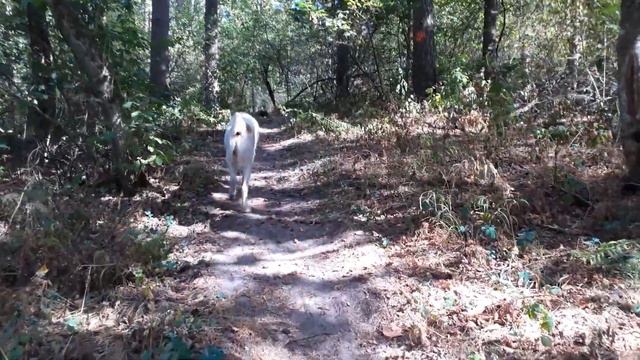 08.09.23 Алабай Булат снова в осеннем лесу смотреть онлайн