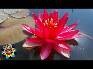 Нимфея Perry´s Red Blaze (Красное пламя) кувшинка, waterlily, водные растения, пруд