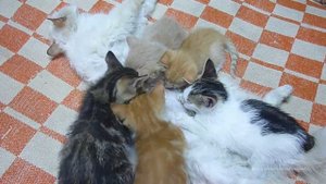 Котята-обед пришёл !