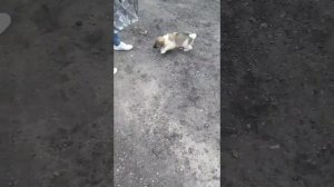 Собака загрызла человека