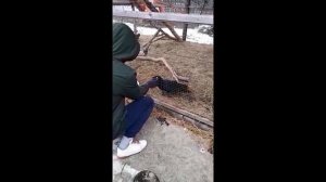 Ворон Миша, разговаривает #shorts