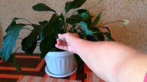 Спатифиллум Уход и Удобрение