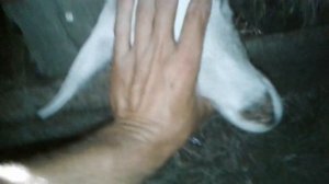 барашка застряла спасаем ее