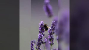 🎶Ах земля чужая сторона..... Пение для души