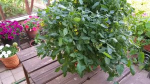 Неудачно стригу  томат Рябиновые бусы - разломались