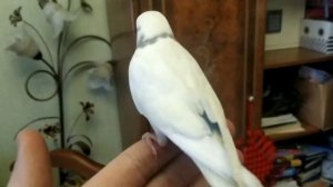 Как приручить попугая к рукам?