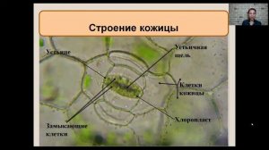 Клеточное строение листа 6 класс