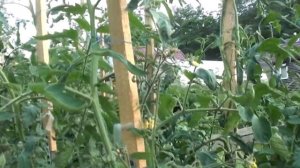 Сорт томата Blue Beauty   это как 'Голубая красота'