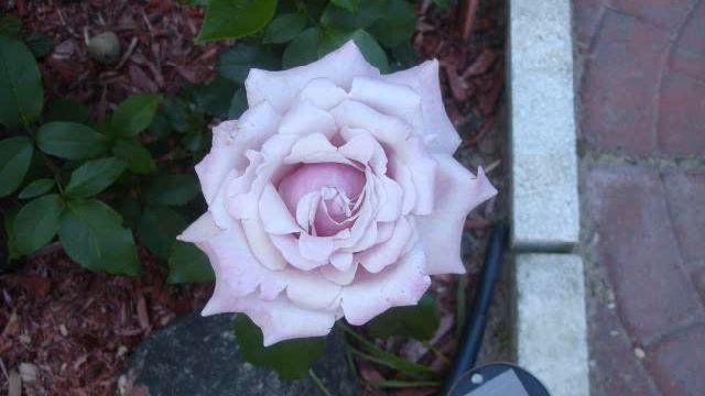 Roses