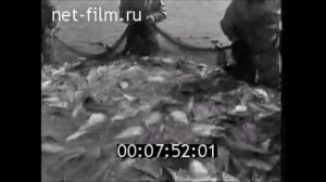 **(Промысел осетровой в СССР)**