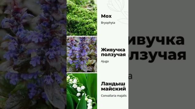 9 растений для кислой почвы