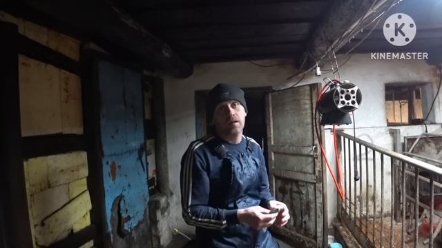 ‼️ПРОДАЖА СВИНЕЙ НА ПЛЕМЯ И НА МЯСО‼️ИСКУССТВЕННОЕ ОСЕМЕНЕНИЕ РЕМОНТНОЙ СВИНКИ ПЬЕТРЕН МАКСТЕР ?? смотреть онлайн