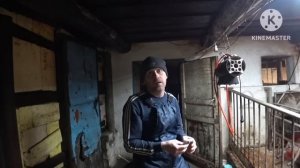 ‼️ПРОДАЖА СВИНЕЙ НА ПЛЕМЯ И НА МЯСО‼️ИСКУССТВЕННОЕ ОСЕМЕНЕНИЕ РЕМОНТНОЙ СВИНКИ ПЬЕТРЕН МАКСТЕР ??