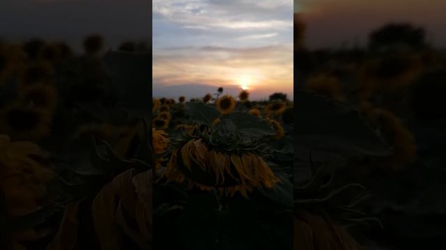 Должанская, Подсолнухи с видом на море, 18 июля 2023 год смотреть онлайн