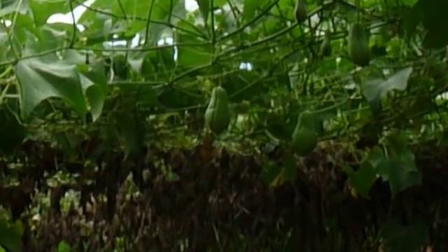 Chayote - Chuchu Plantation смотреть онлайн