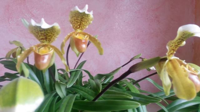 Sabatetes d'Arenys. Paphiopedilum insigne. Zapatitos de Venus. Orquidea. смотреть онлайн