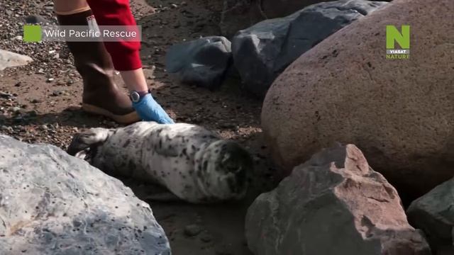 «Спасение животных на Тихом океане» на Viasat Nature смотреть онлайн