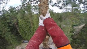 Валка сосны частями.