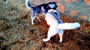 Бойцовские псы. Жестокая схватка, запрещенные собачьи бои.