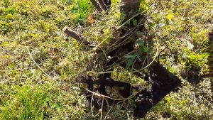 Простая копалка для ЛТЗ, Т-40. Пробуем копать картошку, первое  испытание.