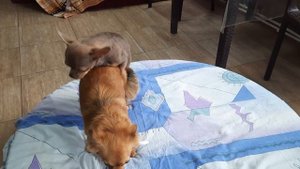только для взрослых ❗ естественная вязка собак чихуахуа Кастропуло Космос и Императрица, питомник