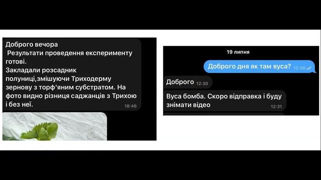 Супер саженцы клубники! Как вырастить рассаду клубники из усов Укоренение усов в кассетах и стакана