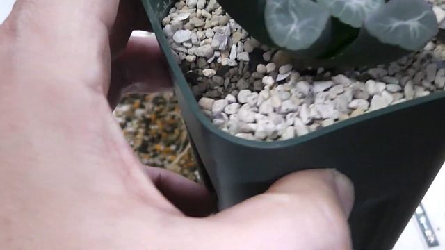 【多肉植物】万象オーロラ根差し繁殖ハオルチア！Haworthia maughanii Aurora root spreading breeding. succulents ビザールプランツ смотреть онлайн