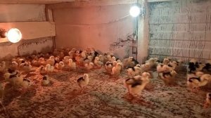 Австролорп черно-пестрый! яйцо с хозяйства Виктора Светличного!