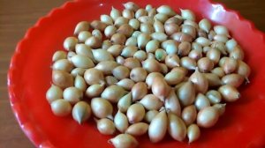 Посадочный материал под зиму - сорт лука Радар.