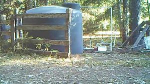 МГНОВЕННАЯ КАРМА. Медведь получает по гайкам за то, что он возился с моим резервуаром с водой