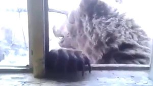 Медведь пришел в гости