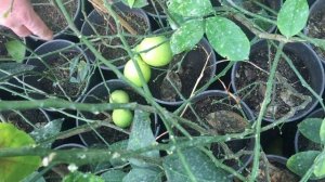 Фитолампа и лимоны. С примерами различной освещенности.